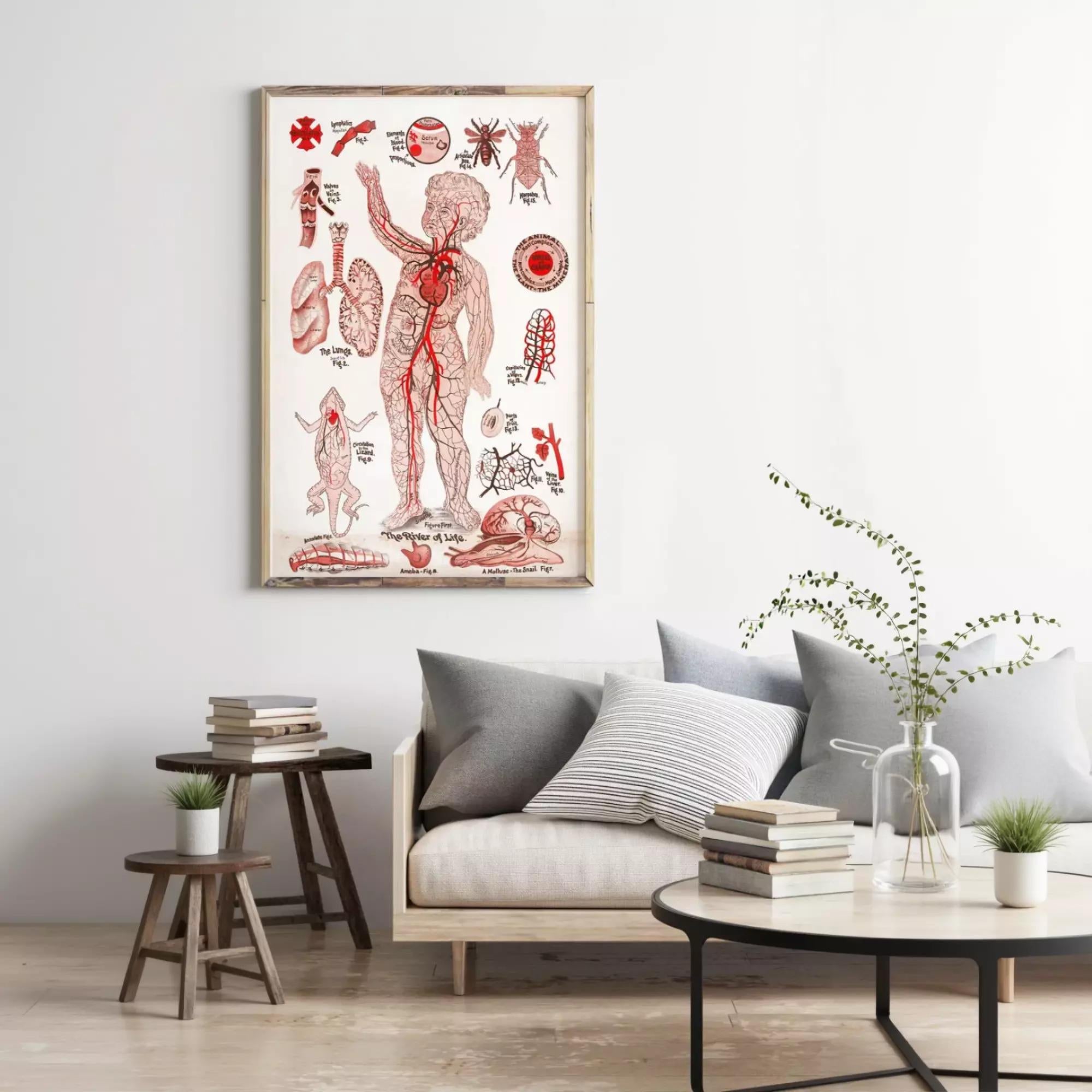a living room with a large framed anatomical illustration hanging on the wall, depicting various human body parts and systems. The room has a gray couch, a coffee table with books and a plant, and a wooden stool.