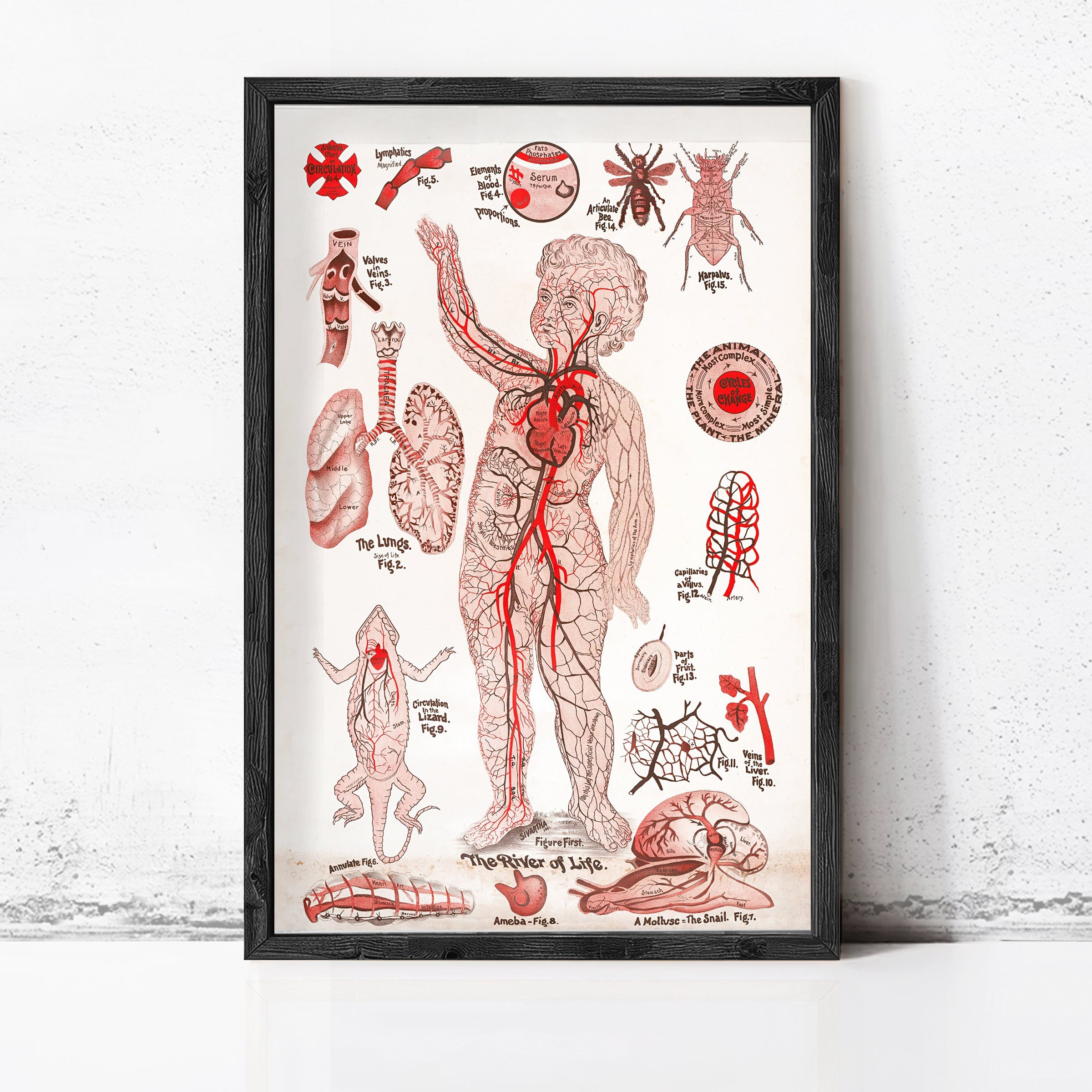 The image is a framed anatomical illustration depicting various human body parts, including the circulatory system, nervous system, and other internal organs.