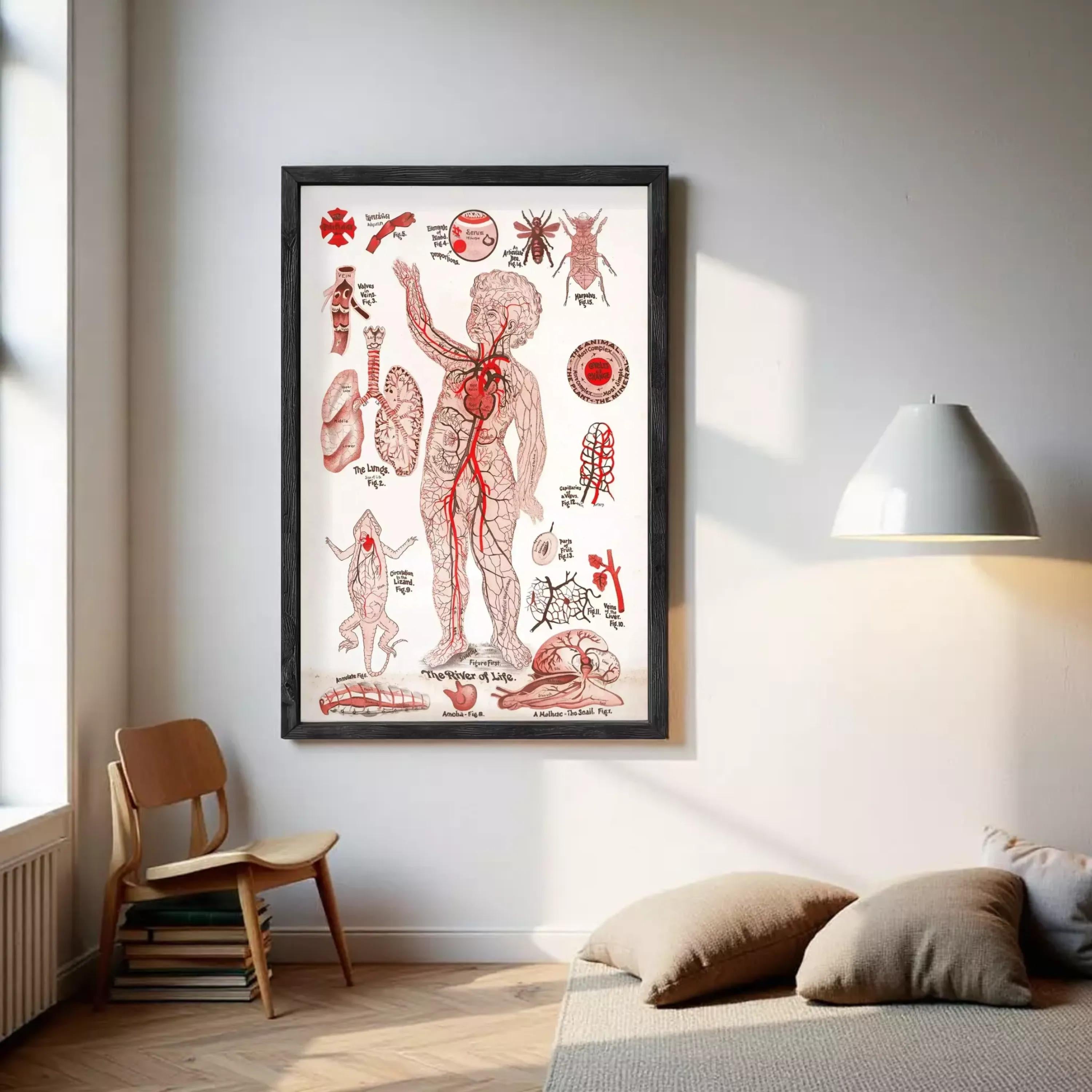 The image is a framed anatomical illustration depicting various human body parts, including the circulatory system, nervous system, and other internal organs.