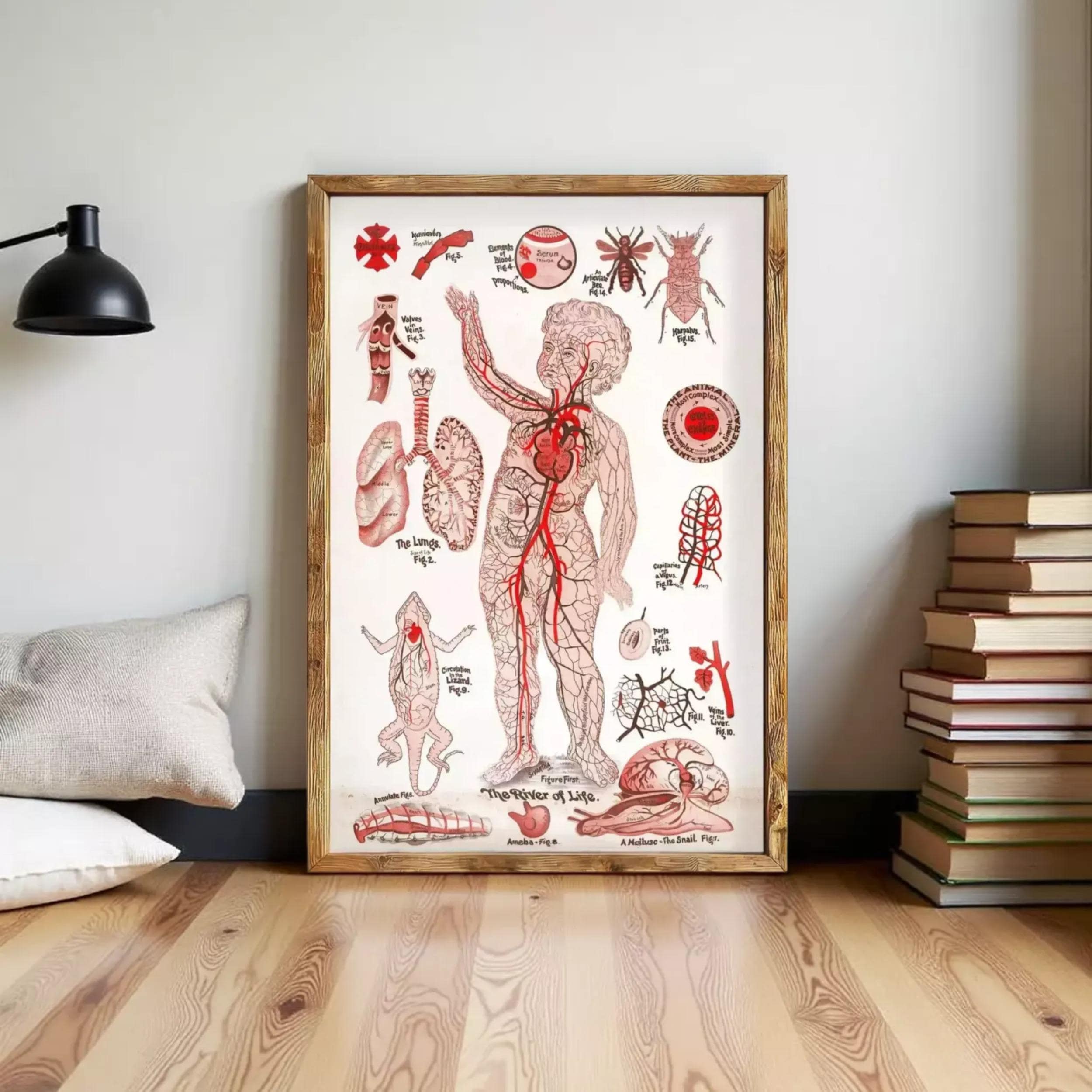 The image is a framed illustration depicting various anatomical structures and parts of the human body, including the circulatory system, respiratory system, and other internal organs and structures.