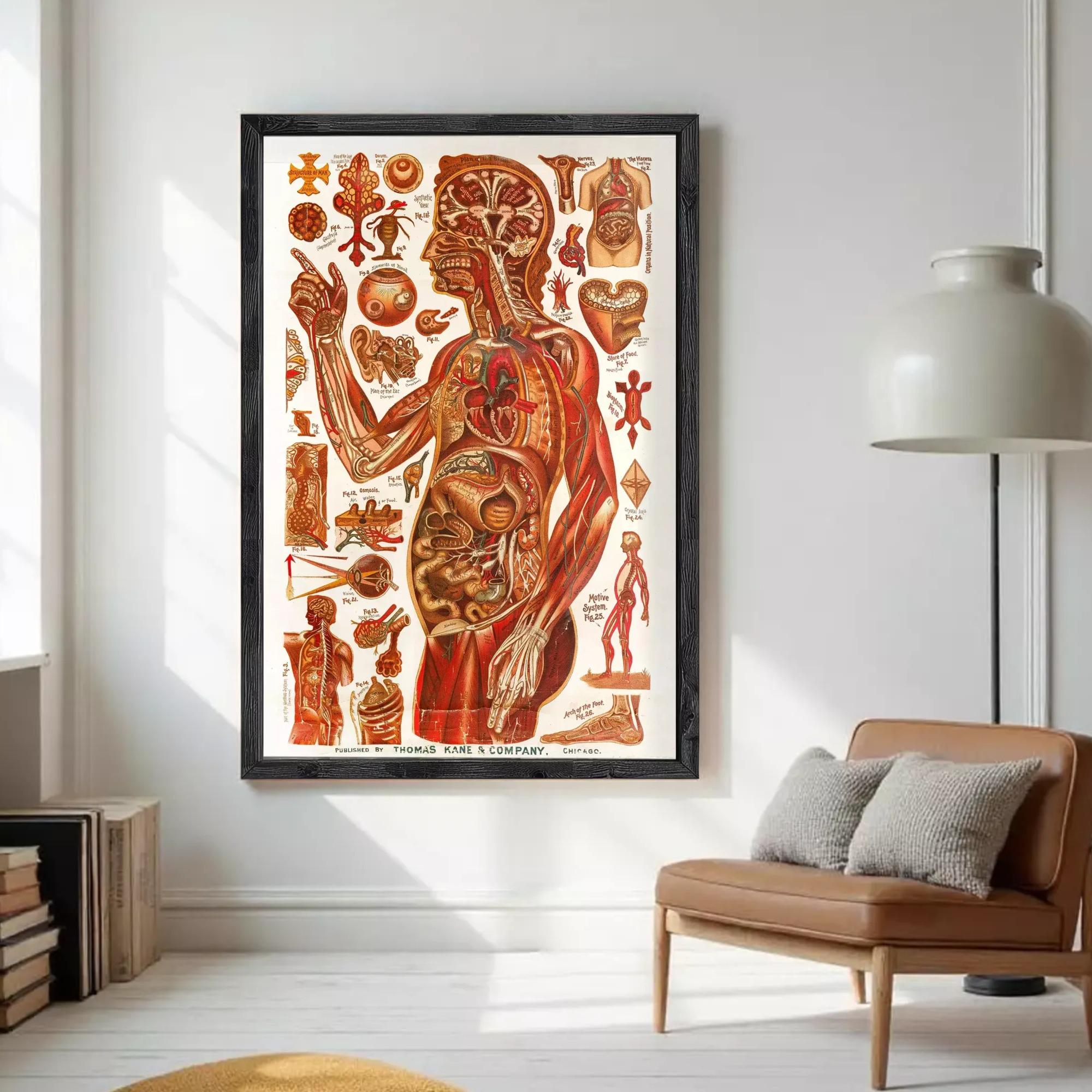 The image is a framed anatomical illustration depicting various human body parts and structures, including internal organs and systems.