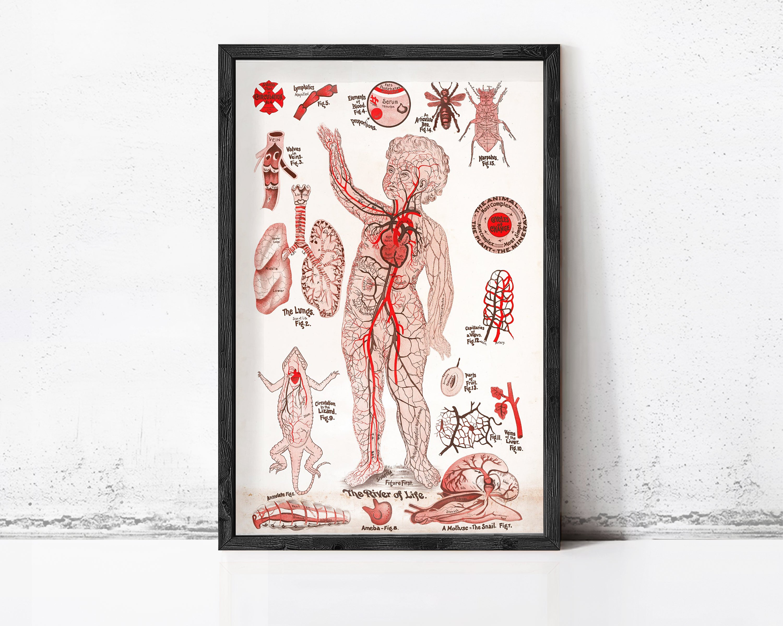 The image is a framed anatomical illustration depicting various human body parts, including the circulatory system, nervous system, and other internal organs.