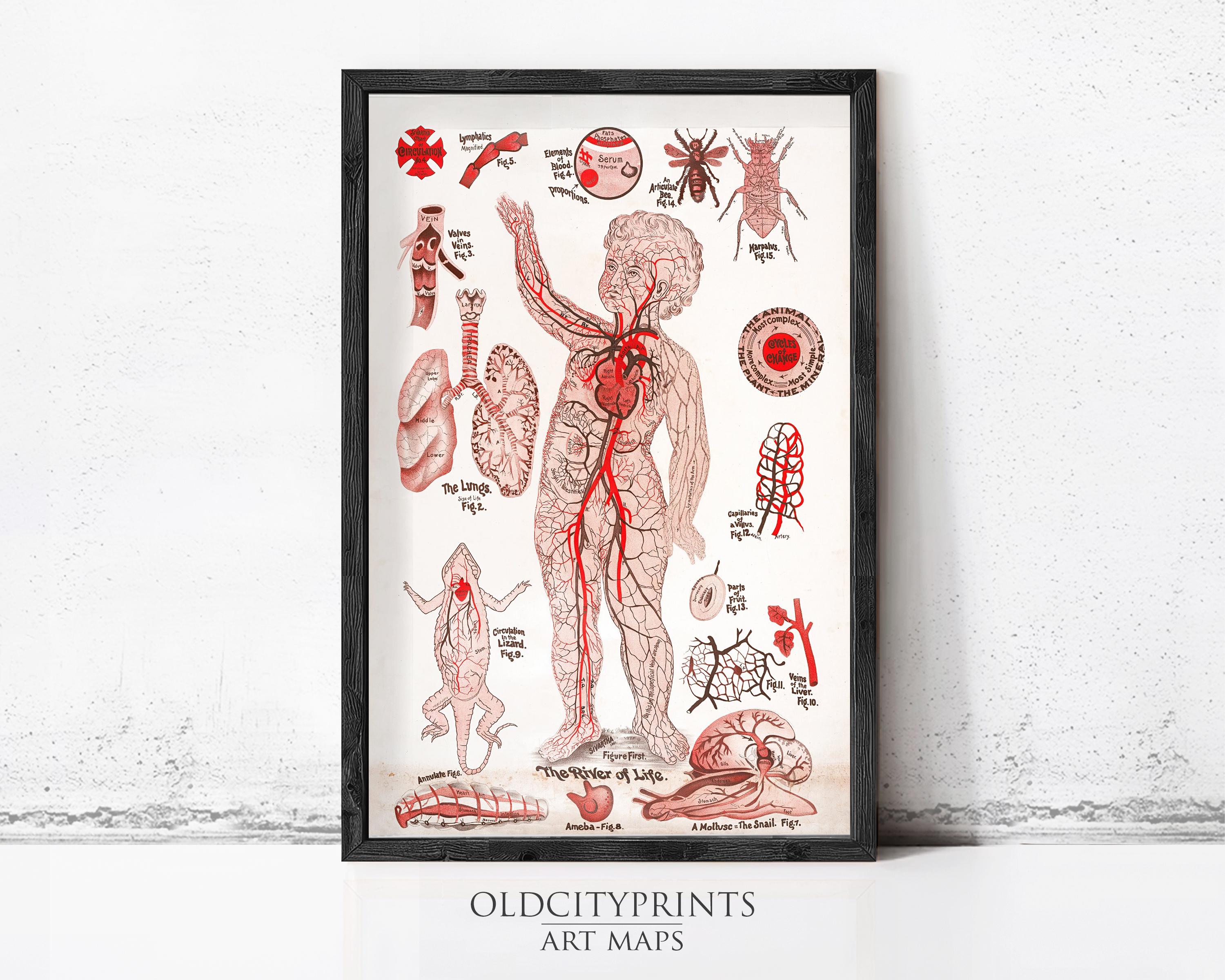 The image is a framed illustration of a human anatomy, featuring various labeled parts of the body such as the heart, lungs, brain, and other internal organs.