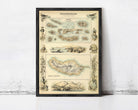 The image is a framed vintage map of the Portuguese islands, featuring various illustrations and labels.