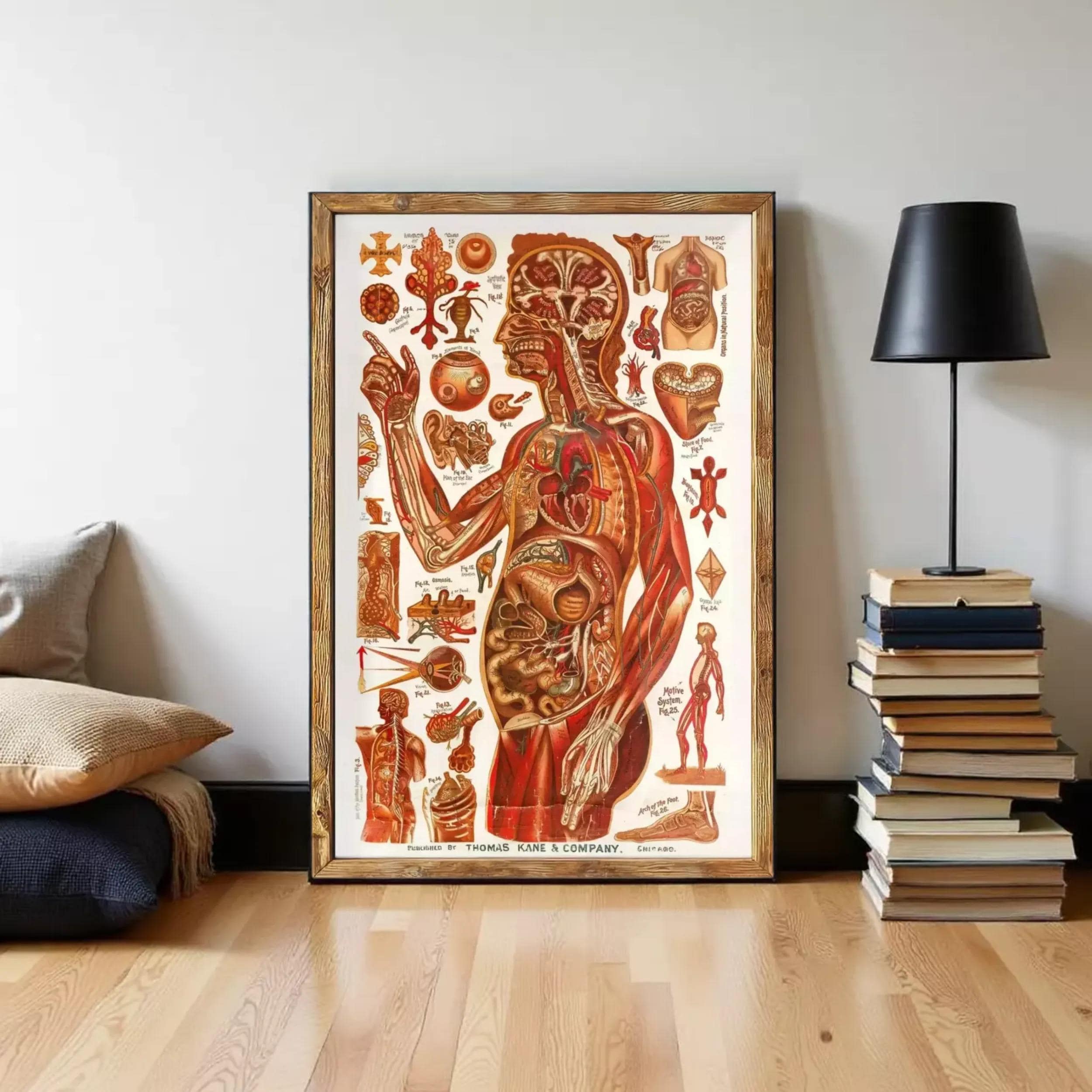 The image is a framed anatomical illustration depicting the human body, with various labeled parts and structures.