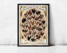 The image is a framed poster depicting various types of chickens, including roosters, hens, and turkeys, arranged in a circular pattern.