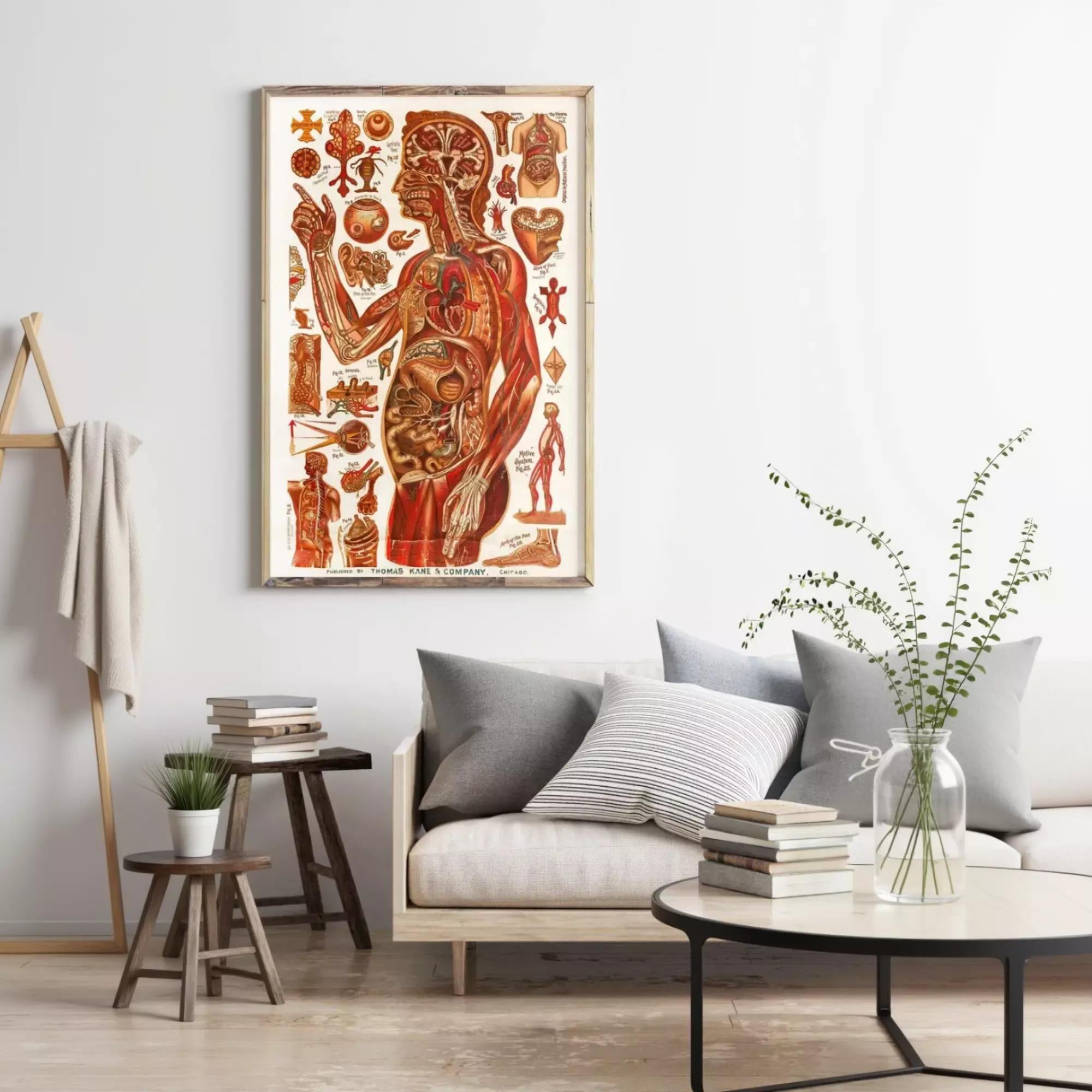 a large anatomical illustration of the human body, with various labeled parts and structures, hanging on a wall above a couch and a coffee table in a living room setting.