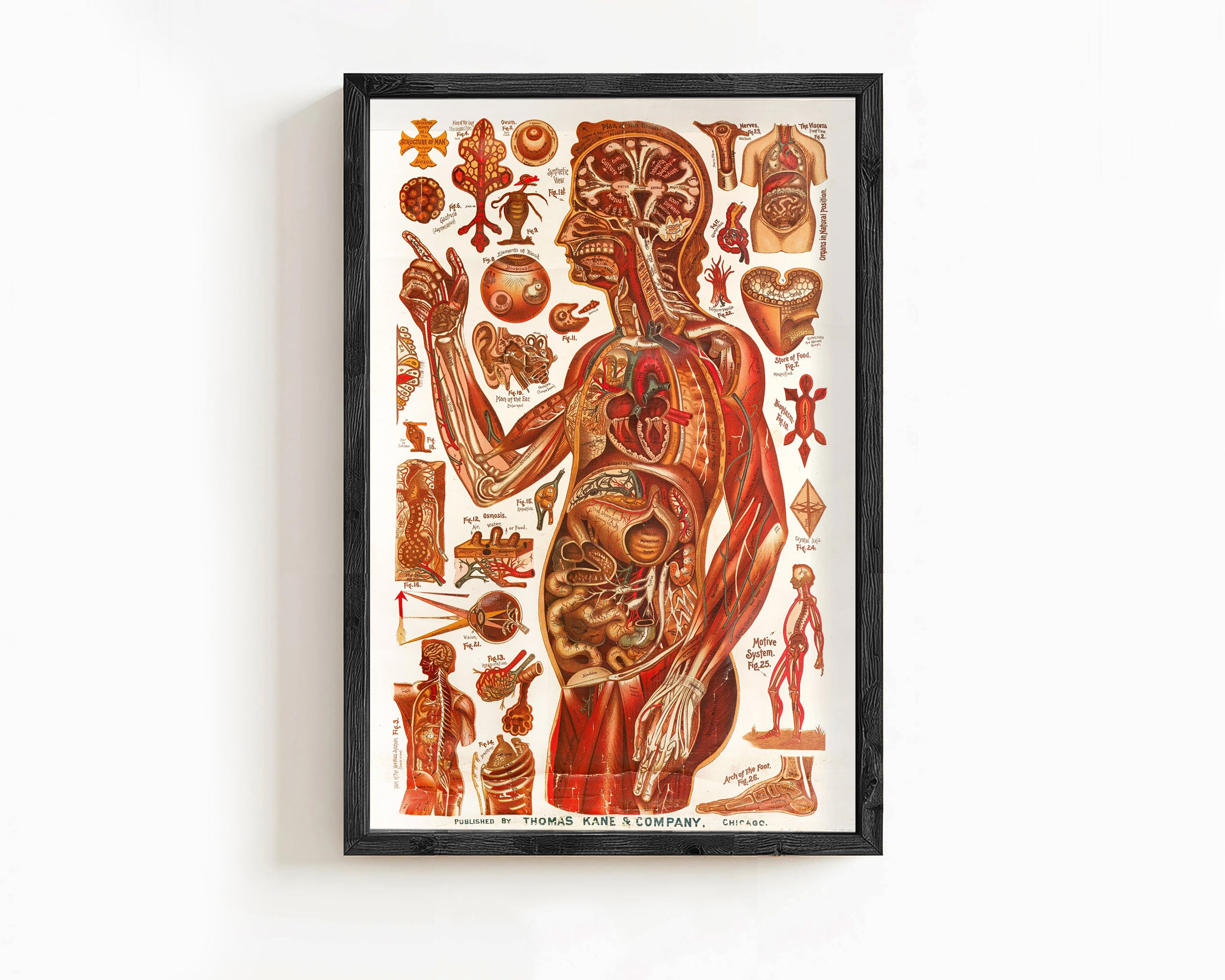The image is a framed anatomical illustration depicting various human body parts and structures, including internal organs and systems.